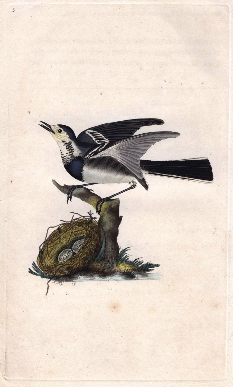 グレイ・ベルジュロンネットMotacilla alba.エドワード・ドノヴァン(1768-1837)による銅版画、Histoire naturelle des oiseaux britanniques, Londonに掲載。 作： エドワード・ドノヴァン