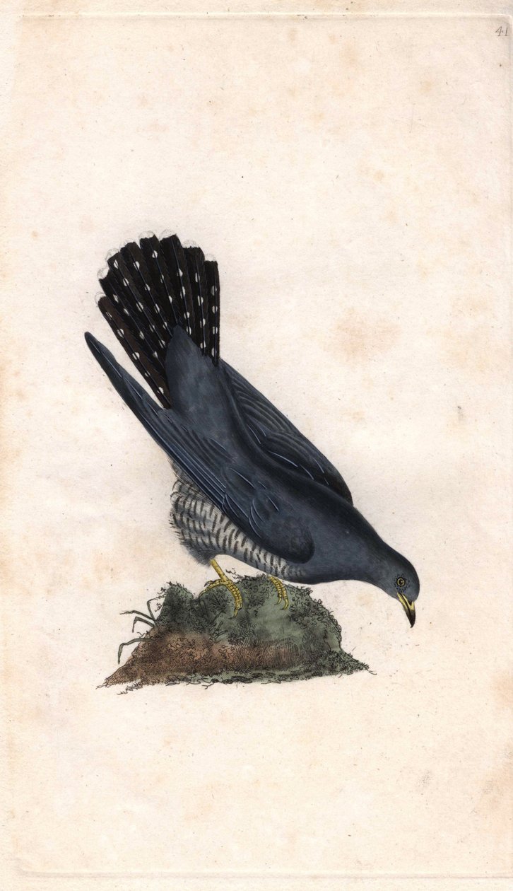 灰色のハロー。Cuculus canorus。エドワード・ドノヴァン（1768-1837）による銅版画、Histoire naturelle des oiseaux britanniques, Londonに掲載。 作： エドワード・ドノヴァン
