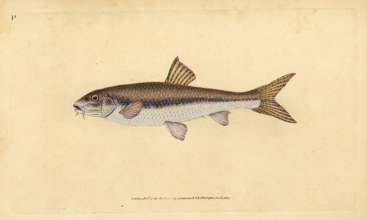 Gudgeon, Gobio gobio (Cyprinus gobio).エドワード・ドノヴァンが、ロンドンのDonovan and F.C. and J. Rivington社の『Natural History of British Fishes』から描いて彫った手彩色の銅版画。 作： エドワード・ドノヴァン