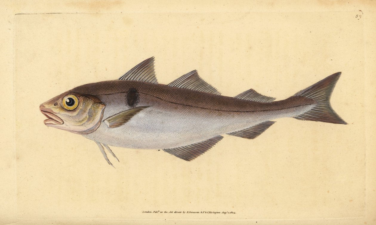 ハドック、Melanogrammus aeglefinus（Gadus aeglefinus）。傷つきやすい。エドワード・ドノバンが、ロンドンのDonovan and F.C. and J. Rivington社の『Natural History of British Fishes』から描いて彫った手彩色の銅版画。 作： エドワード・ドノヴァン