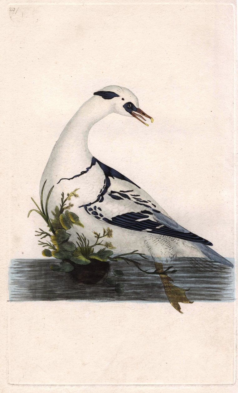 ハーレのポーン。Mergus albellus.エドワード・ドノヴァン（1768-1837）による銅版画、『Histoire naturelle des oiseaux britanniques』（ロンドン）に掲載。 作： エドワード・ドノヴァン