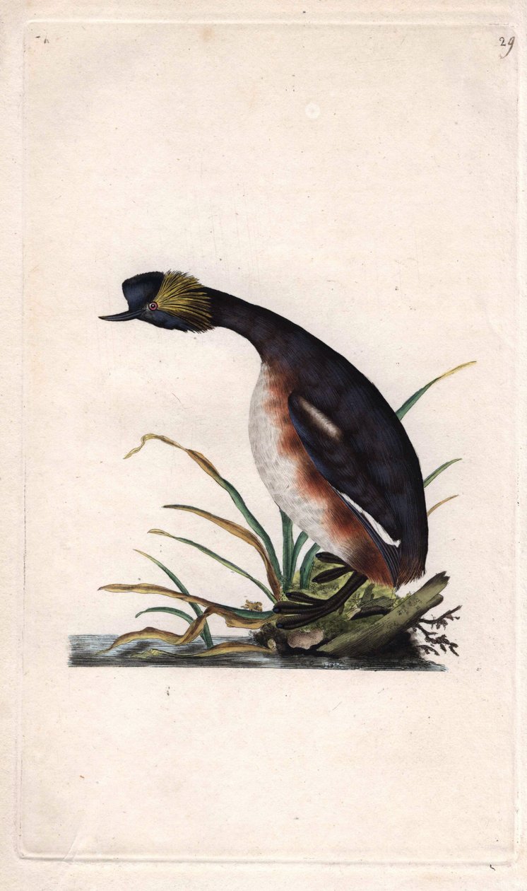 ホーンテッド・グレイブまたはイヤホーン・グレイブ。Podiceps auritus（Collymbus auritus）。エドワード・ドノヴァン(1768-1837)による銅版画、Histoire naturelle des oiseaux britanniques, Londonに掲載。 作： エドワード・ドノヴァン