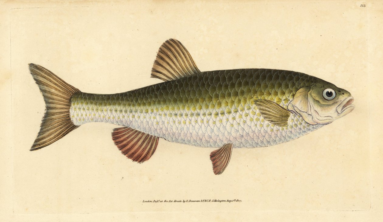 Ide, Leuciscus idus (Chub, Cyprinus jeses).エドワード・ドノバンが、ロンドンのDonovan and F.C. and J. Rivington社の『Natural History of British Fishes』から描いて彫った手彩色の銅版画。 作： エドワード・ドノヴァン