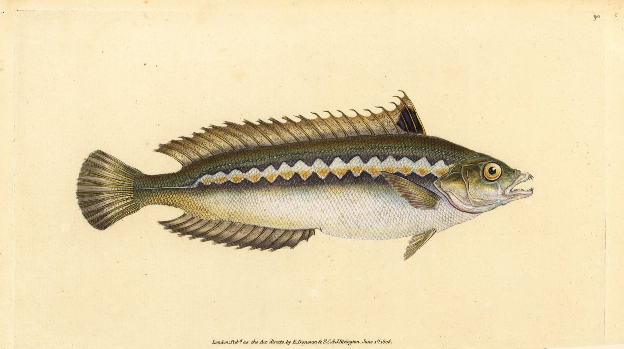 地中海のレインボーラス、コリス・ジュリス（Indent-striped wrasse, Labrus julis）。エドワード・ドノヴァンが、ロンドンのDonovan and F.C. and J. Rivington社の『Natural History of British Fishes』から描いて彫った手彩色の銅版画。 作： エドワード・ドノヴァン