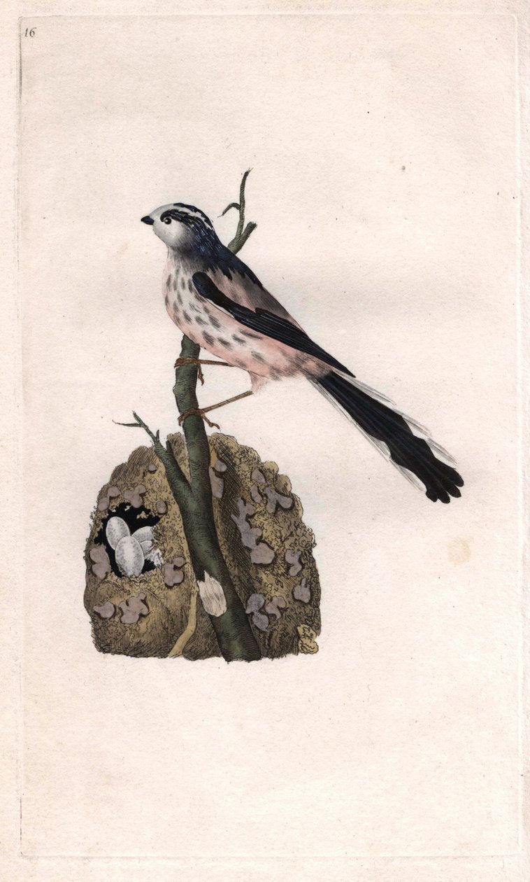 メサンジュには長い尾がある。Aegithalos caudatus（Parus caudatus）。エドワード・ドノヴァン（1768-1837）による銅版画、ロンドンのHistoire naturelle des oiseaux britanniquesに掲載されている。 作： エドワード・ドノヴァン