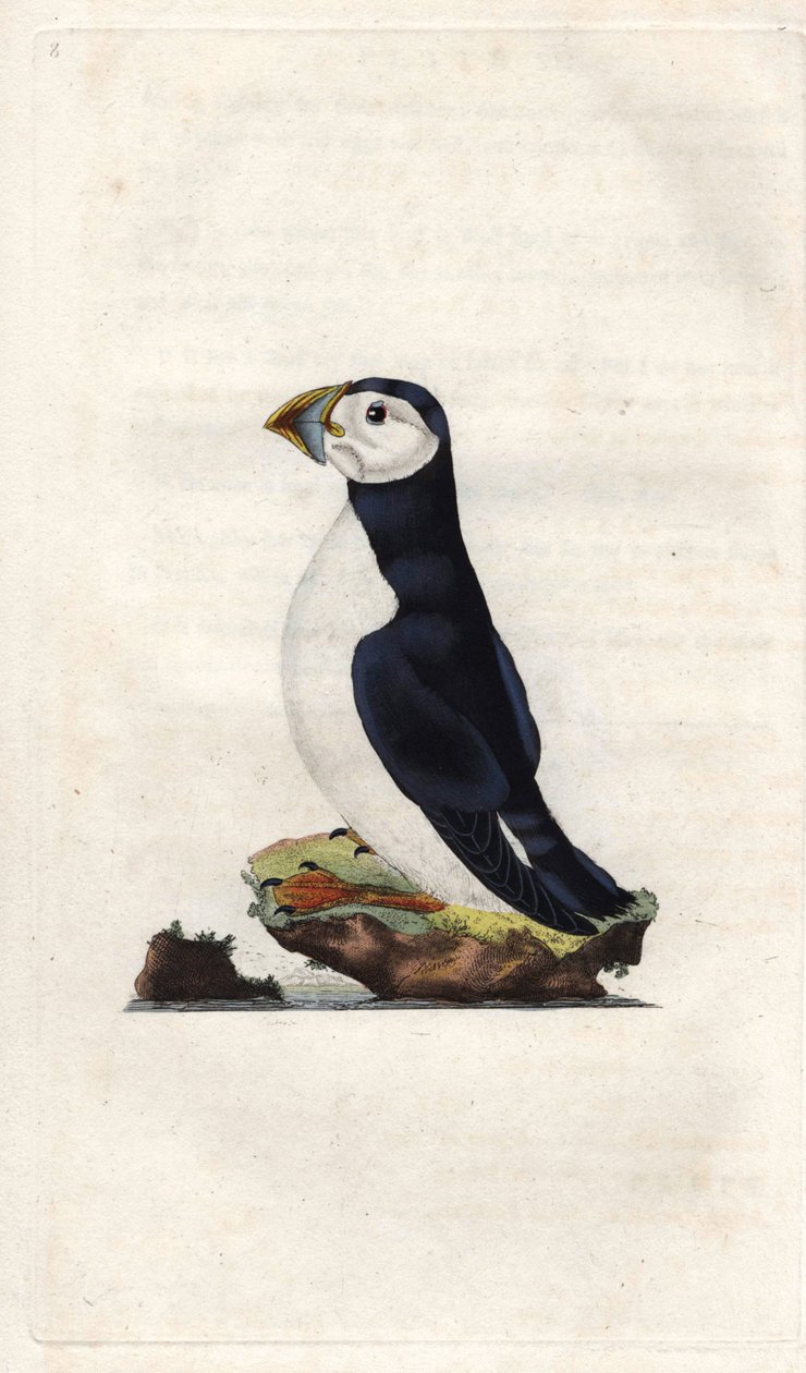 モンクレールのパフィン。Fratercula arctica（Alca arctica）。エドワード・ドノヴァン（1768-1837）による銅版画、『Histoire naturelle des oiseaux britanniques』（ロンドン刊）に掲載。 作： エドワード・ドノヴァン