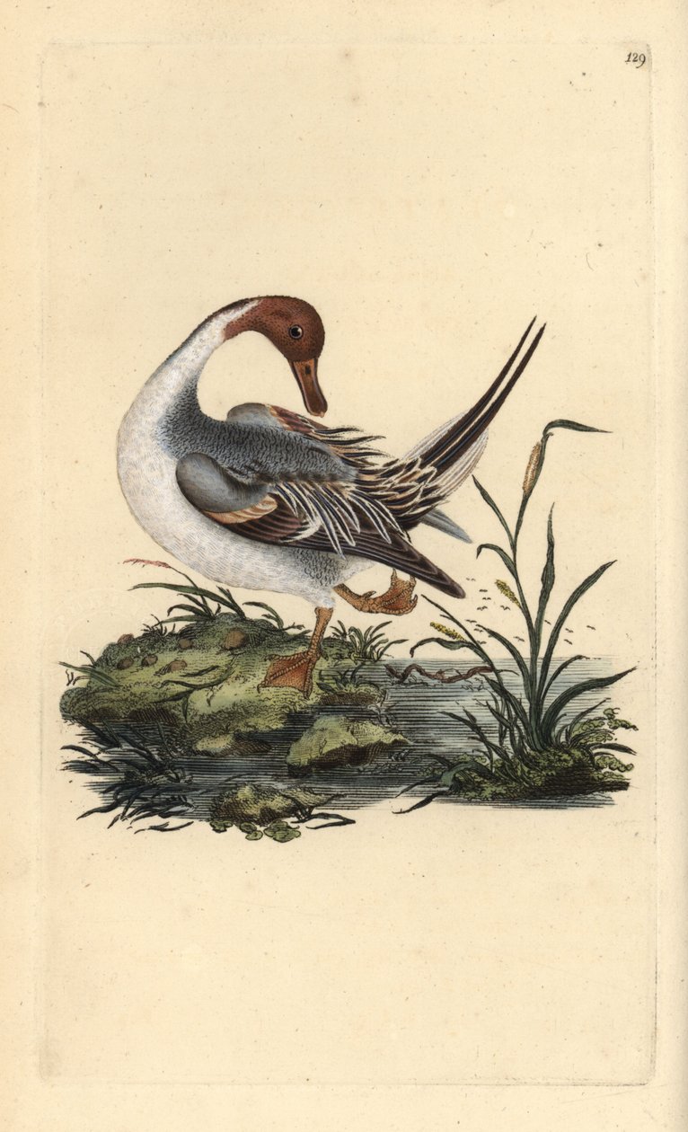 オナガガモ（Anas acuta）。エドワード・ドノヴァンが自作の『英国鳥類博物誌』（1794-1819）から描いて彫った手彩色の銅版画。エドワード・ドノヴァン（1768-1837）は、アングロ・アイリッシュのアマチュア動物学者、作家、画家、彫刻家である。彼は 作： エドワード・ドノヴァン