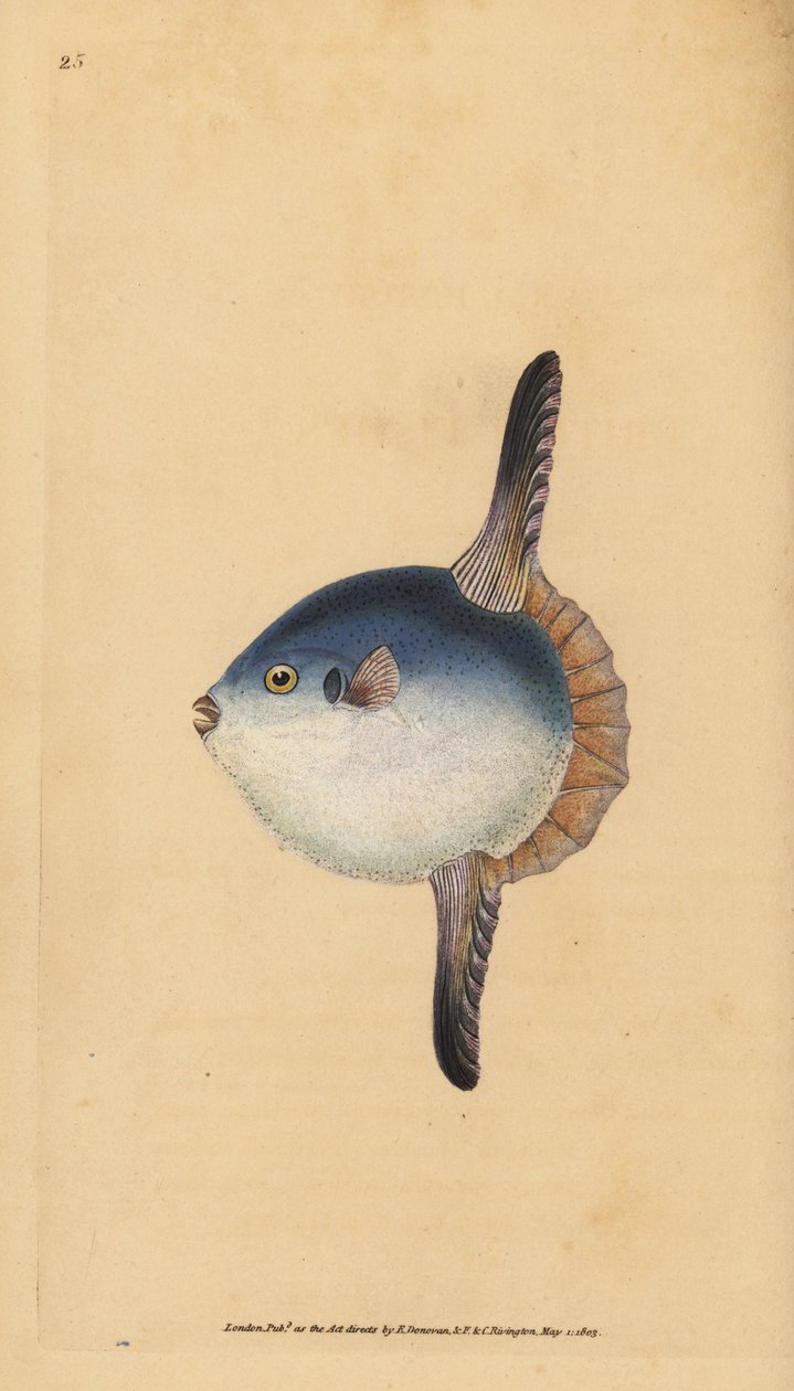 マンボウ（Mola mola）。脆弱である。(マンボウ、Tetrodon mola）。)エドワード・ドノバンが、ロンドンのDonovan and F.C. and J. Rivington社の『Natural History of British Fishes』から描いて彫った手彩色の銅版画。 作： エドワード・ドノヴァン