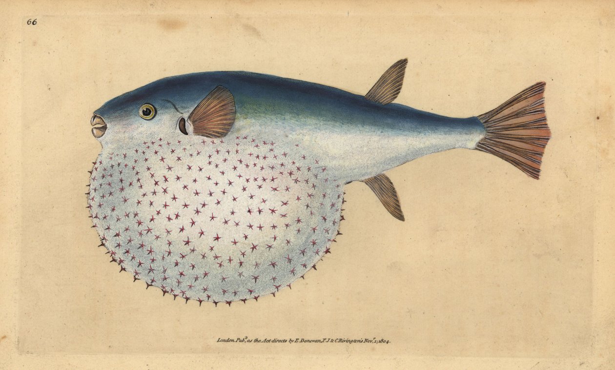 Oceanic puffer, Lagocephalus lagocephalus (Stellated globefish, Tetrodon stellatus).エドワード・ドノバンが、ロンドンのDonovan and F.C. and J. Rivington社の『Natural History of British Fishes』から描いて彫った手彩色の銅版画。 作： エドワード・ドノヴァン