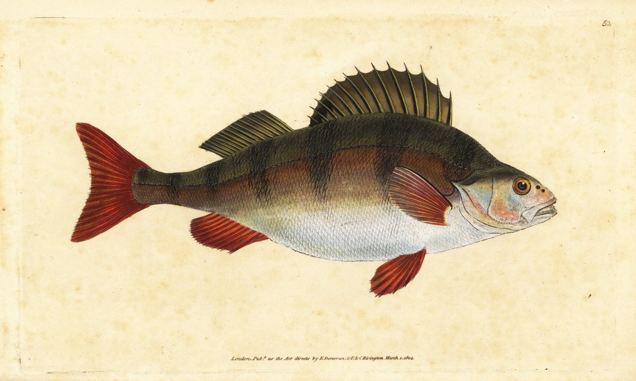 パーチ（Perca fluviatilis）。エドワード・ドノバンが、ロンドンのDonovan and F.C. and J. Rivington社の『Natural History of British Fishes』から手彩色の銅版画を描いて彫刻したもの。 作： エドワード・ドノヴァン