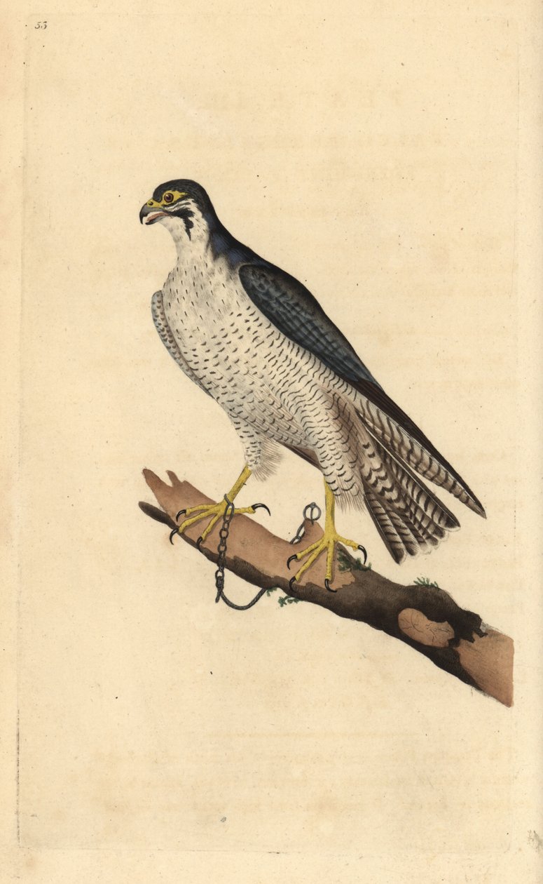 枝につながれたペレグリン・ハヤブサ（Falco peregrinus）。エドワード・ドノバンがロンドンで出版された自作の「英国鳥類博物誌」から描いて彫った手彩色の銅版画。 作： エドワード・ドノヴァン