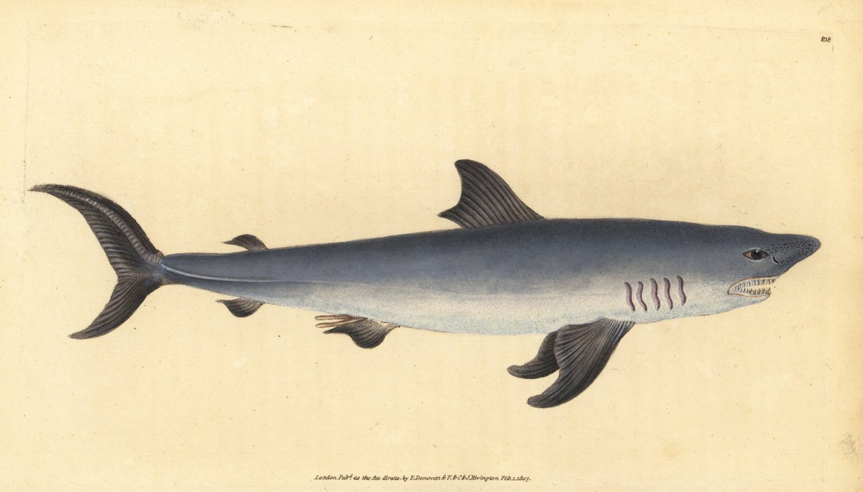 ポービーグル（Lamna nasus）。脆弱である。(Porbeagle shark, Squalus cornubicus)。エドワード・ドノバンが、ロンドンのDonovan and F.C. and J. Rivington社の『Natural History of British Fishes』から描いて彫った手彩色の銅版画。 作： エドワード・ドノヴァン