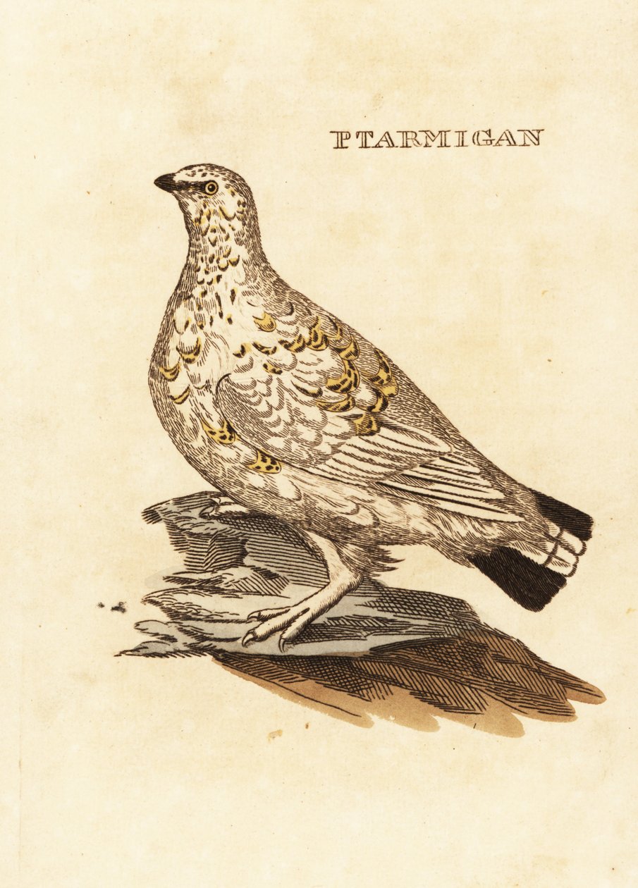 Ptarmigan grouse or white game, Lagopus lagopus 作： エドワード・ドノヴァン