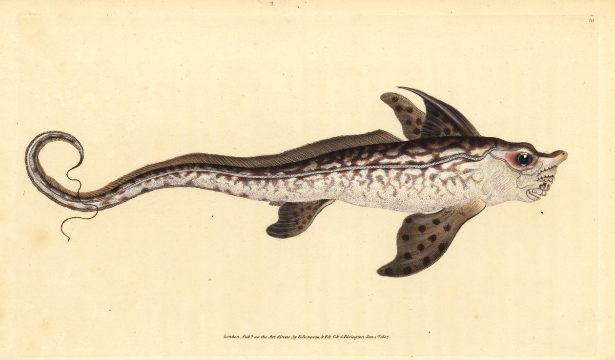 ラビットフィッシュまたはシーモンスター、Chimaera monstrosa。絶滅寸前。エドワード・ドノバンが、ロンドンのDonovan and F.C. and J. Rivington社の『Natural History of British Fishes』から手書きで描いて彫った色付き銅版画。 作： エドワード・ドノヴァン