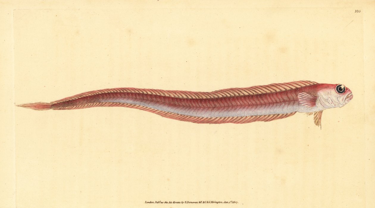 赤いバンドフィッシュ、Cepola macrophthalma（Rubescent Band-Fish, Cepola rubescens）。エドワード・ドノバンが、ロンドンのDonovan and F.C. and J. Rivington社の『Natural History of British Fishes』から描いて彫った手彩色の銅版画。 作： エドワード・ドノヴァン