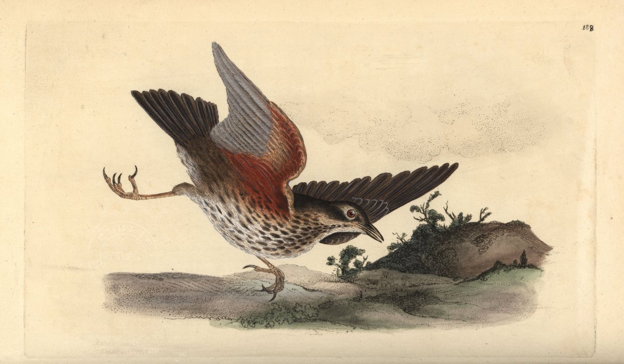 レッドウィング（Turdus iliacus）。エドワード・ドノバンがロンドンの「英国鳥類博物誌」から描いて彫った手彩色の銅版画。 作： エドワード・ドノヴァン