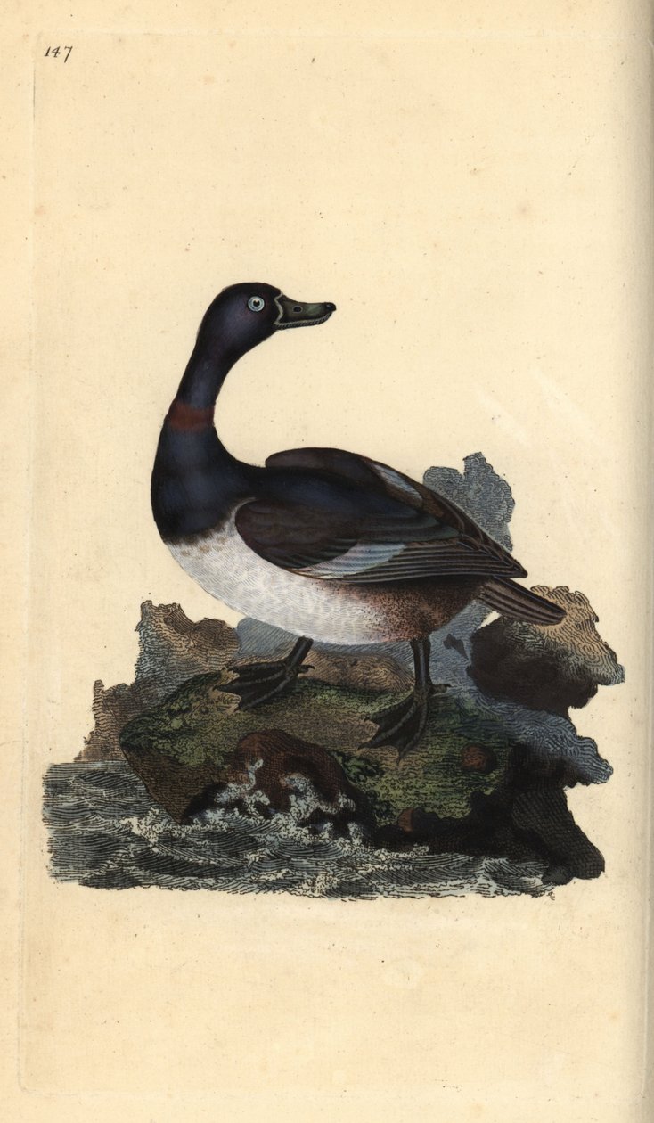 リングネック・ダック（Aythya collaris）。エドワード・ドノバンがロンドンの「英国鳥類自然史」から描いて彫った手彩色の銅版画。 作： エドワード・ドノヴァン