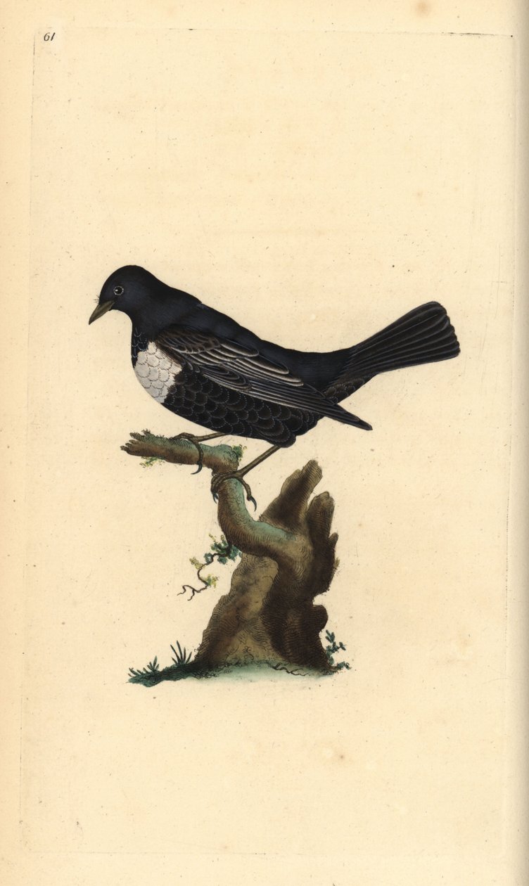 Ring ouzel, Turdus torquatus.エドワード・ドノバンがロンドンで出版した「英国鳥類博物誌」から描いて彫った手彩色の銅版画。 作： エドワード・ドノヴァン