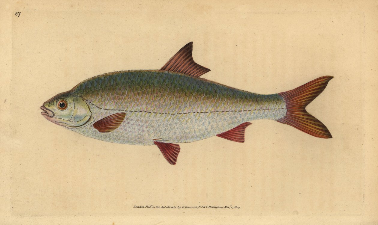 Roach, Rutilus rutilus (Cyprinus ritulus).エドワード・ドノヴァンが、ロンドンのDonovan and F.C. and J. Rivington社の『Natural History of British Fishes』から描いて彫った手彩色の銅版画。 作： エドワード・ドノヴァン