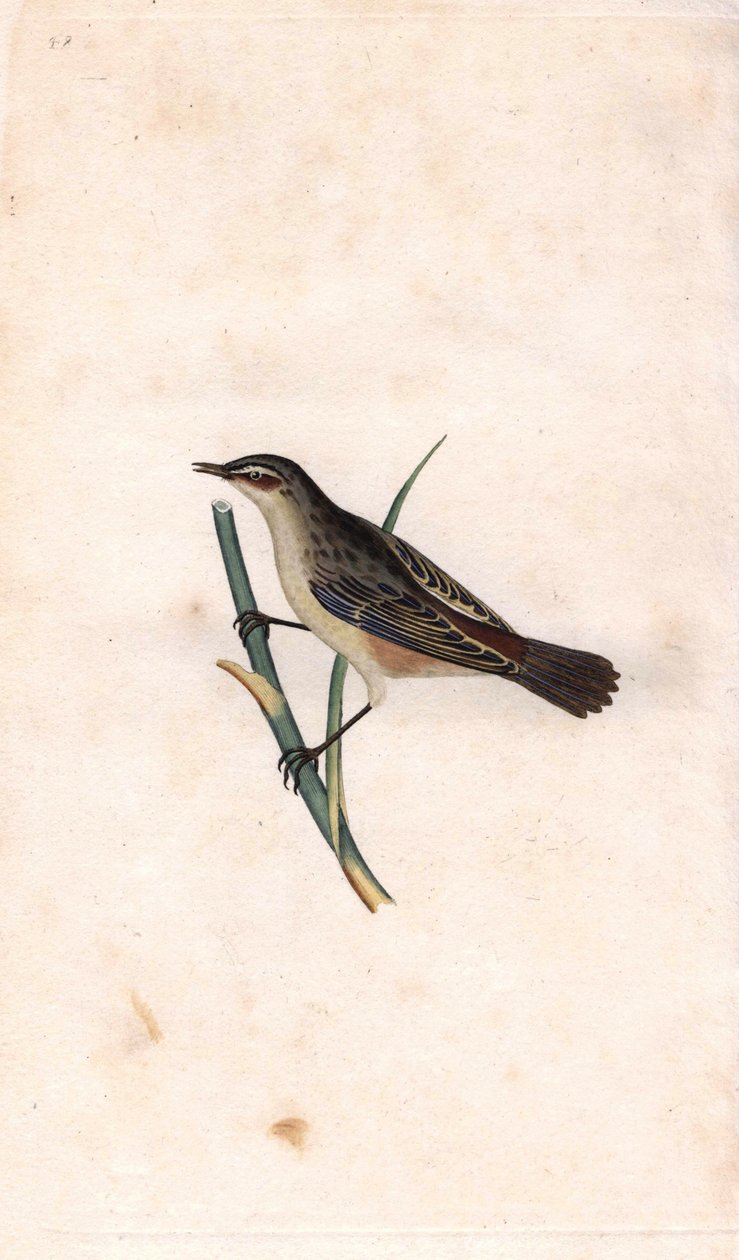 ロッド・フラグミ。Acrocephalus schoenobaenus（Motacilla salicaria）。エドワード・ドノヴァン（1768-1837）による銅版画、Histoire naturelle des oiseaux britanniques, Londonに掲載。 作： エドワード・ドノヴァン
