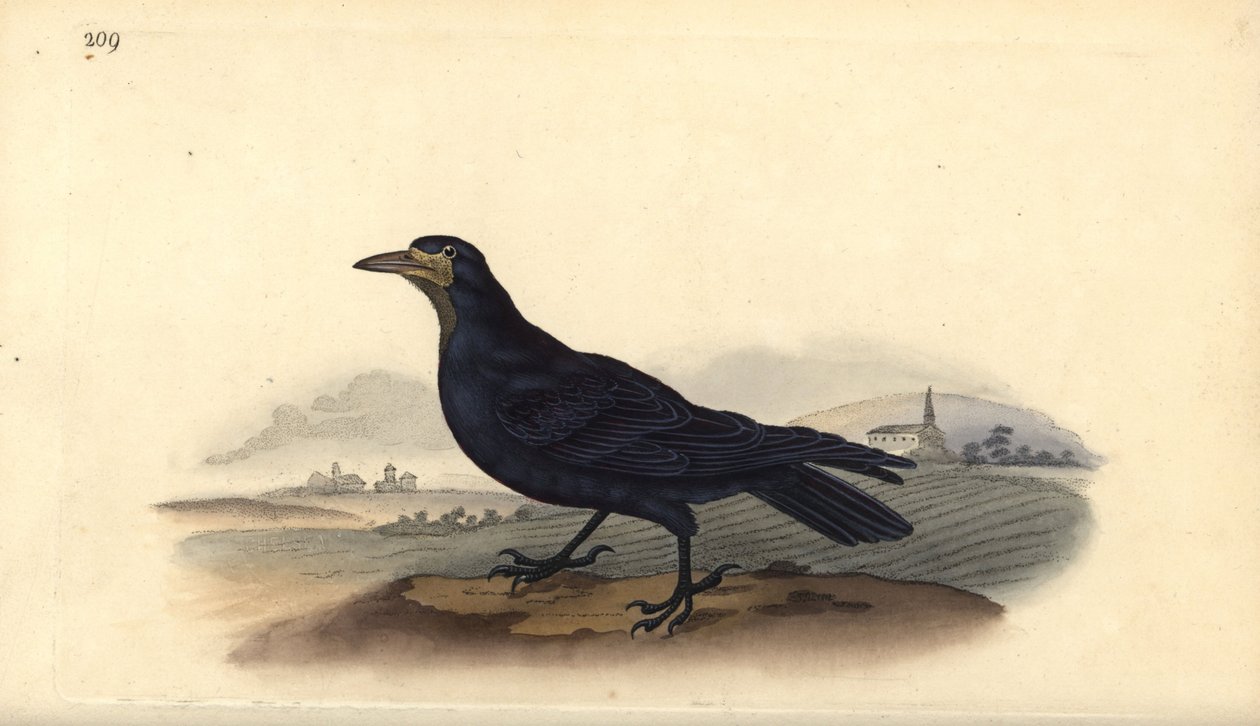 ルーク（Corvus frugilegus）。エドワード・ドノバンがロンドンで出版した「英国鳥類博物誌」から描いて彫った手彩色の銅版画。 作： エドワード・ドノヴァン