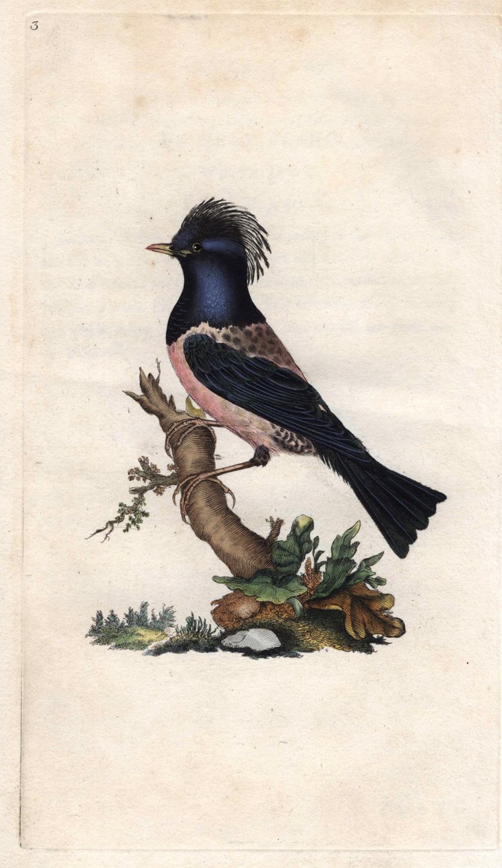 ロゼリン・ムクドリ。Sturnus roseus (Turdus roseus).エドワード・ドノヴァン（1768-1837）による銅版画、『Histoire naturelle des oiseaux britanniques』（ロンドン刊）に掲載。 作： エドワード・ドノヴァン