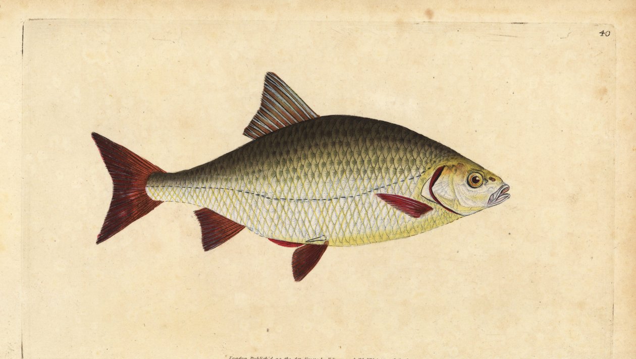 ラッド、Scardinius erythrophthalmus（赤目、Cyprinus erythrophthalmus）。エドワード・ドノバンが、ロンドンのDonovan and F.C. and J. Rivington社の『Natural History of British Fishes』から描いて彫った手彩色の銅版画。 作： エドワード・ドノヴァン