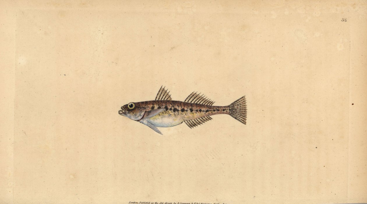 サンドゴビー、Pomatoschistus minutus (Spotted goby, Gobius minutus)。エドワード・ドノバンが、ロンドンのDonovan and F.C. and J. Rivington社の『Natural History of British Fishes』から描いて彫った手彩色の銅版画。 作： エドワード・ドノヴァン