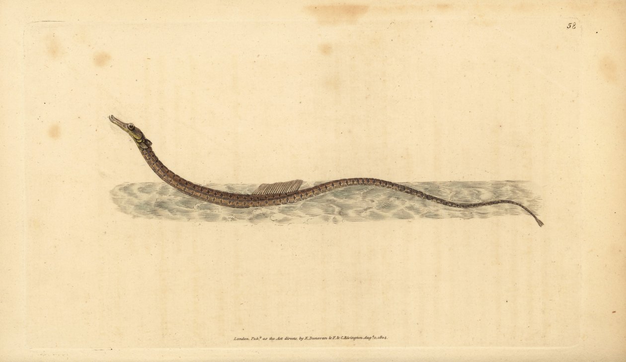 Sargassum pipefish または pelagic pipefish。エドワード・ドノバンが、ロンドンのDonovan and F.C. and J. Rivington社の『Natural History of British Fishes』から手描きで銅版画を作成した。 作： エドワード・ドノヴァン