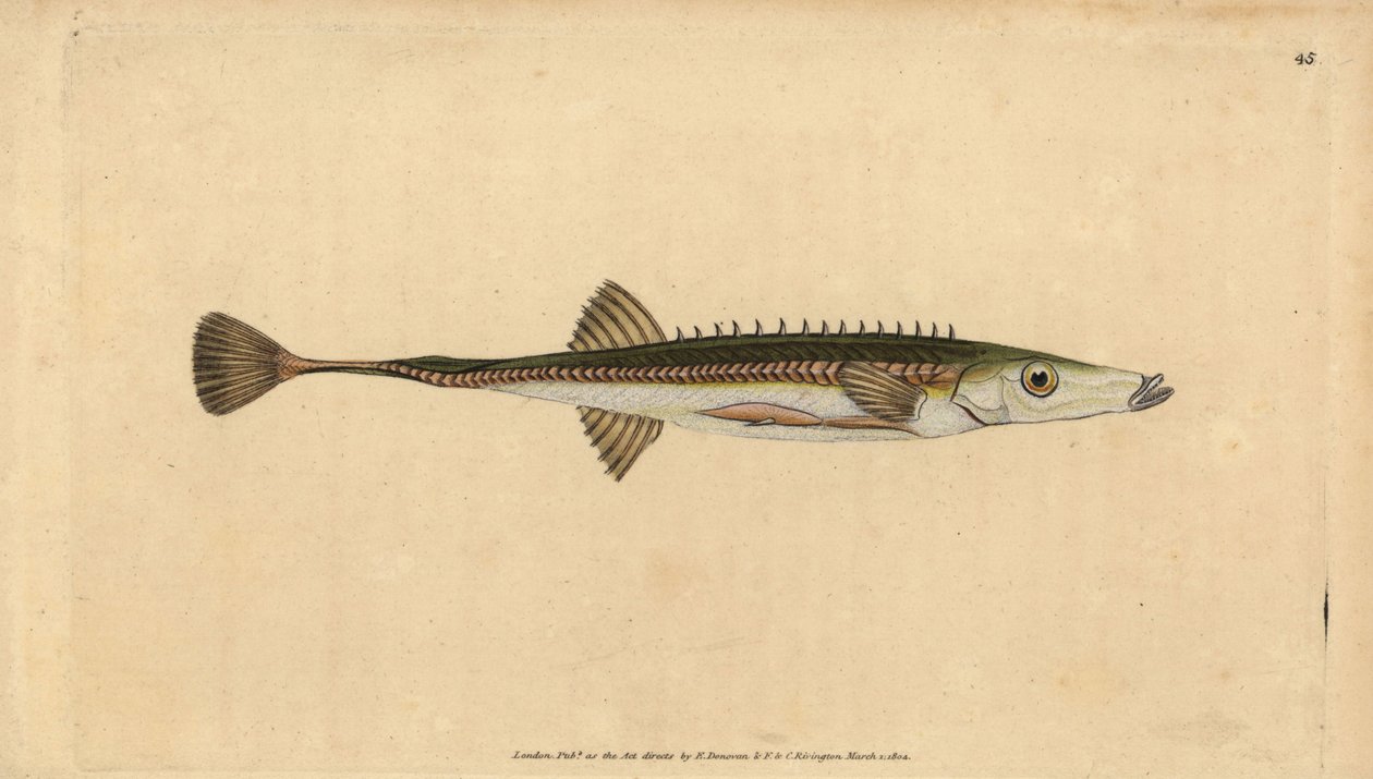 ウミヘビ、Spinachia spinachia（十五本針のウミヘビ、Gasterosteus spinachia）。エドワード・ドノバンが、ロンドンのDonovan and F.C. and J. Rivington社の『Natural History of British Fishes』から描いて彫った手彩色の銅版画。 作： エドワード・ドノヴァン