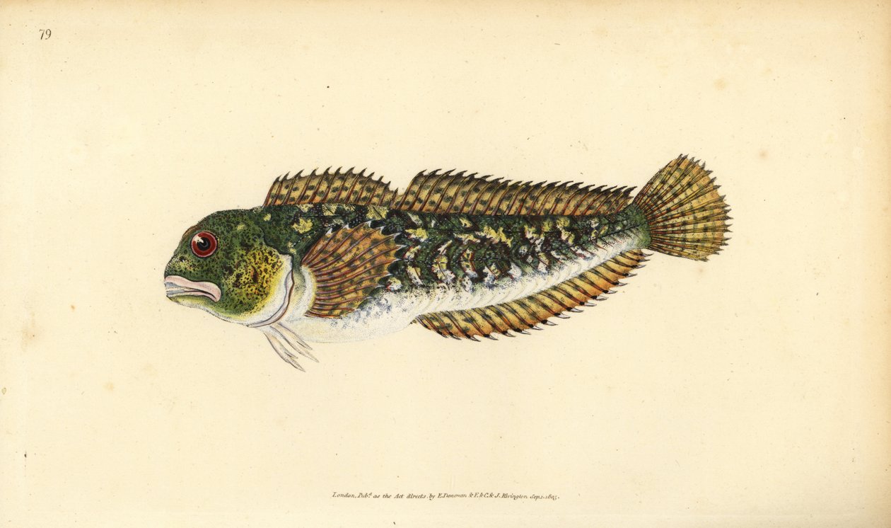 Shanny, Lipophrys pholis (Smooth blenny, Blennius pholis).エドワード・ドノヴァンが、ロンドンのDonovan and F.C. and J. Rivington社の『Natural History of British Fishes』から描いて彫った手彩色の銅版画。 作： エドワード・ドノヴァン