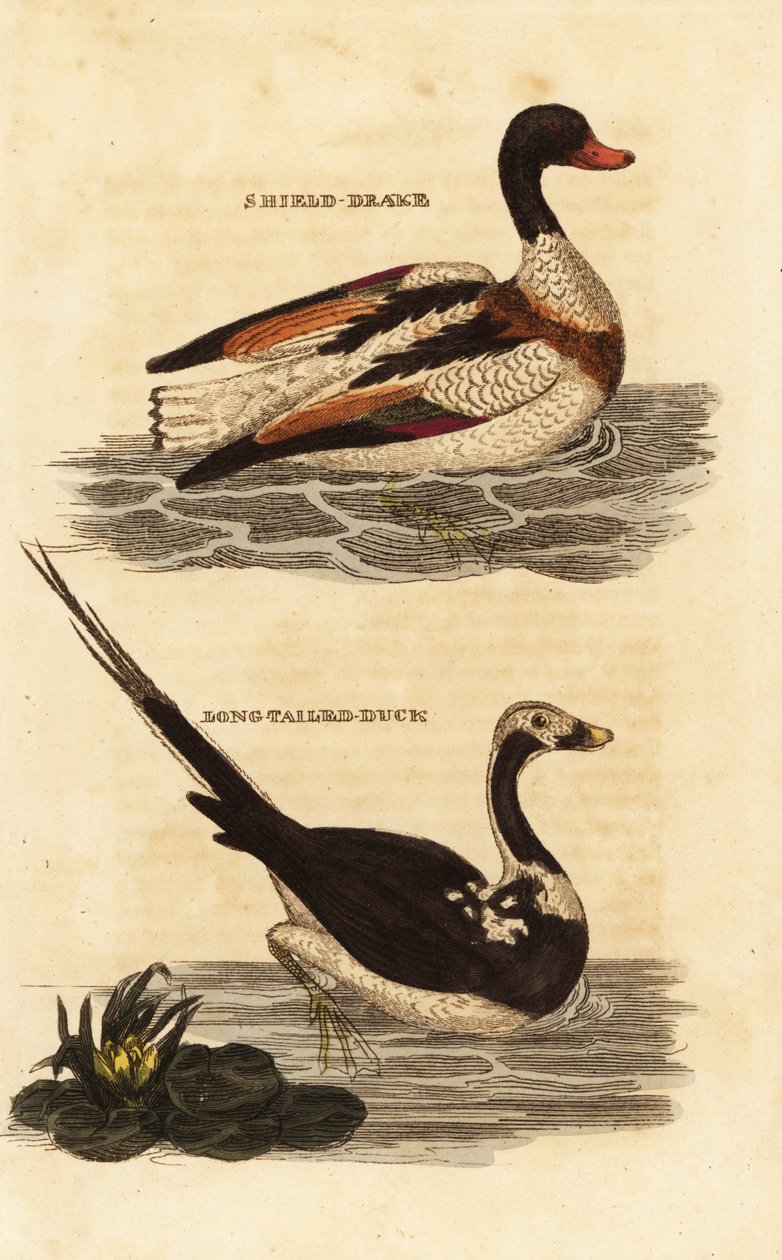 Shelduck, Tadorna tadorna, and long-tailed duck, Clangula hyemalis 作： エドワード・ドノヴァン
