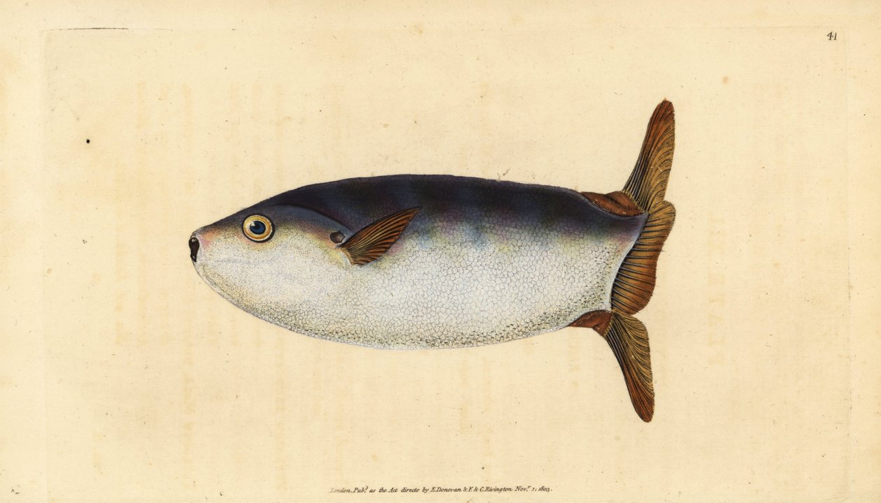 Slender sunfish, Ranzania laevis (Truncated sun-fish, Tetrodon truncatus).エドワード・ドノバンが、ロンドンのDonovan and F.C. and J. Rivington社の『Natural History of British Fishes』から描いて彫った手彩色の銅版画。 作： エドワード・ドノヴァン
