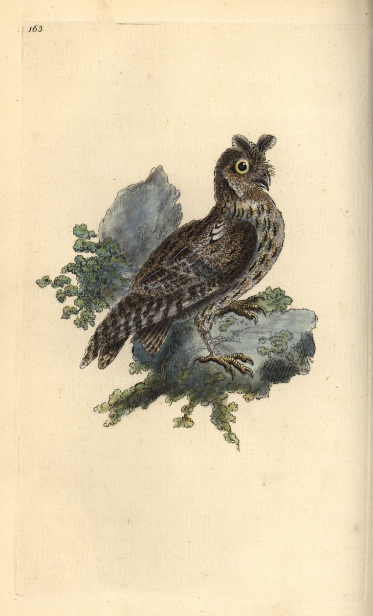 小型のペンシレッドまたはシベリア耳付きフクロウ、Strix pulchella。(Scops owl, Otus scops?) Edward Donovanがロンドンで出版した自作の "Natural History of British Birds "から描いて彫った手彩色の銅版画。 作： エドワード・ドノヴァン