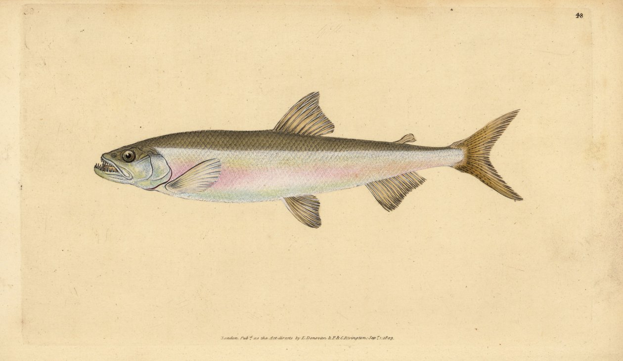 ワカサギ Osmerus eperlanus（Salmo eperlanus）。エドワード・ドノバンが、ロンドンのDonovan and F.C. and J. Rivington社の『Natural History of British Fishes』から描いて彫った手彩色の銅版画。 作： エドワード・ドノヴァン