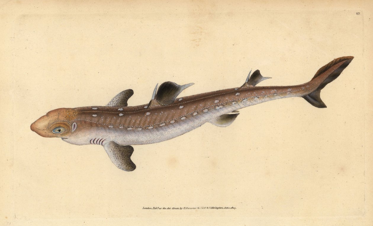 アブラツノザメ、Squalus acanthias（拾ったサメや犬の魚）。傷つきやすい。エドワード・ドノバンが、ロンドンのDonovan and F.C. and J. Rivington社の『Natural History of British Fishes』から手描きで銅版画を作成したもの。 作： エドワード・ドノヴァン