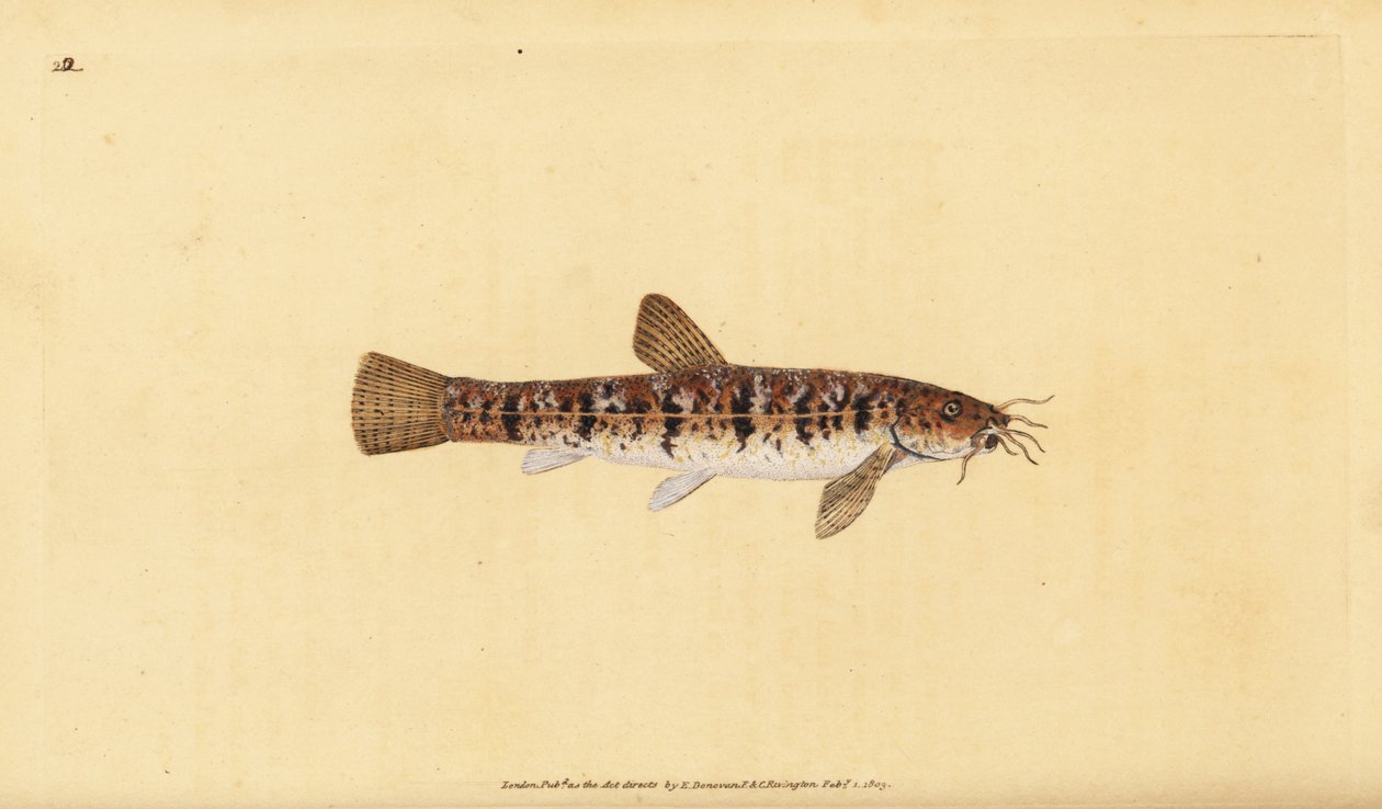 Stone loach, Barbatula barbatula (Bearded loche, Cobitis barbatula).エドワード・ドノバンが、ロンドンのDonovan and F.C. and J. Rivington社の『Natural History of British Fishes』から手書きで描いて彫った色付き銅版画。 作： エドワード・ドノヴァン