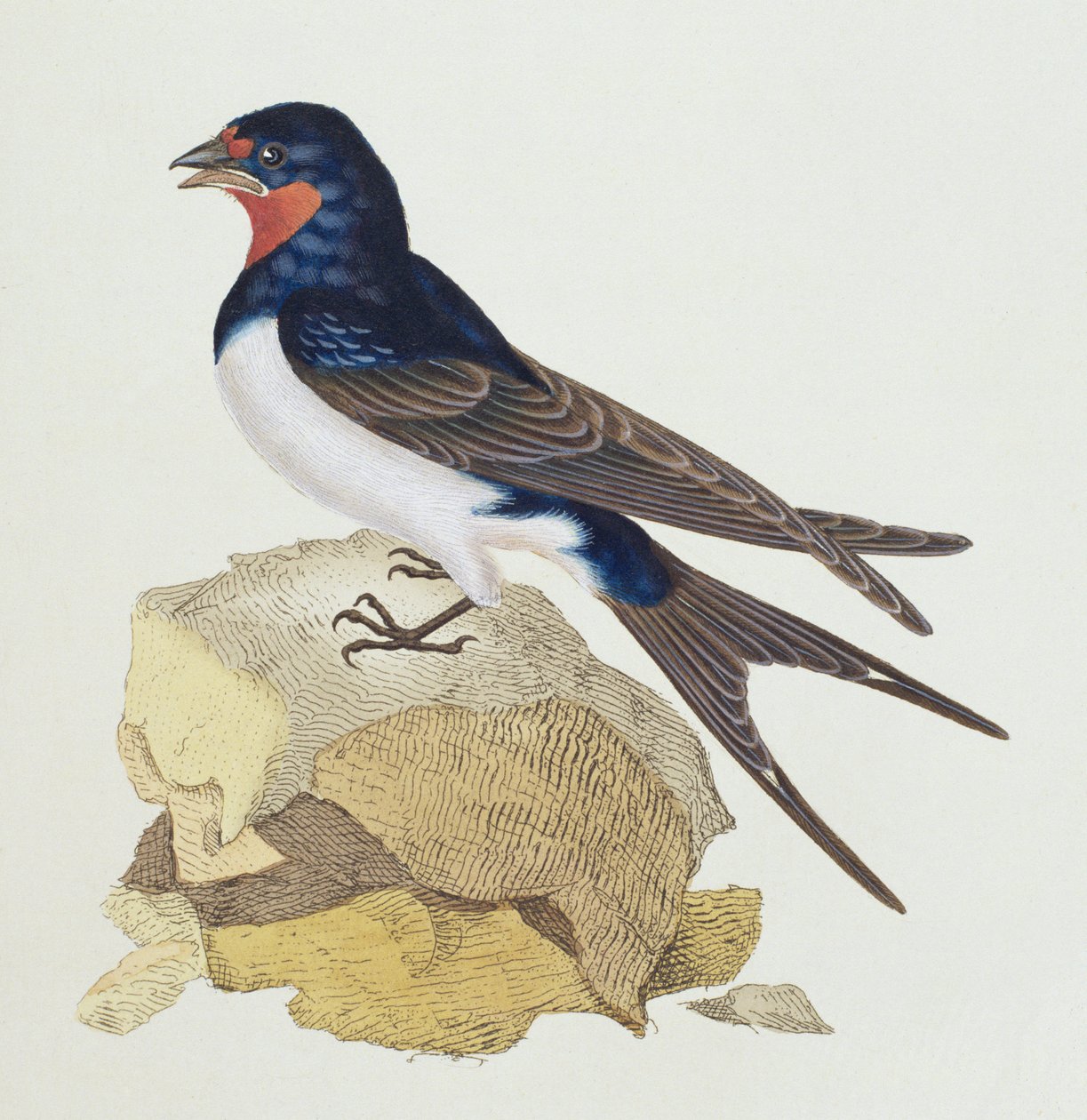 1910年代 イギリスの鳥図鑑　鳥の図鑑　ヴィンテージ イギリスのヴィンテージ鳥図鑑 1960年代 鳥の図鑑 古書⑤ - メルカリ