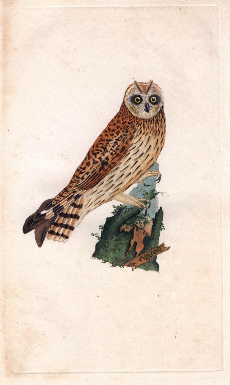 沼のフクロウ。Asio flammeus (Strix brachyotos, Strix brachyotis).エドワード・ドノヴァン（1768-1837）による銅版画、Histoire naturelle des oiseaux britanniques, Londonに掲載。 作： エドワード・ドノヴァン