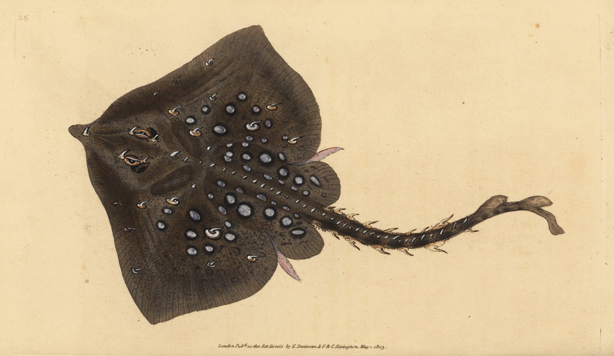 Thornback skate、Raja clavata。絶滅寸前。エドワード・ドノバンが、ロンドンのDonovan and F.C. and J. Rivingtonの「Natural History of British Fishes」から手書きで描いて彫った色付き銅版画。 作： エドワード・ドノヴァン