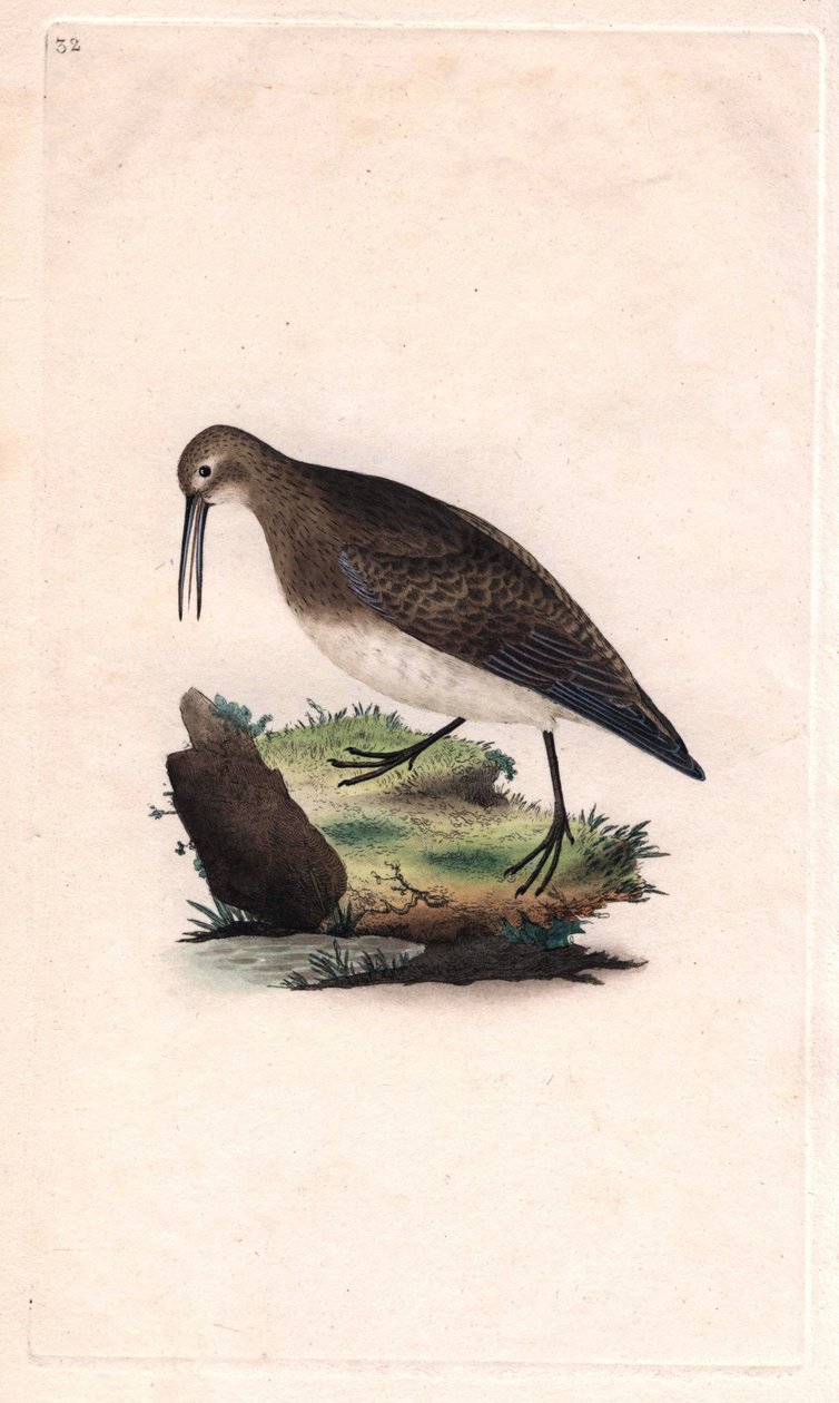 小さなくちばし。Calidris minutilla（Tringa cinclus）。エドワード・ドノヴァン（1768-1837）による銅版画、Histoire naturelle des oiseaux britanniques, Londonに掲載。 作： エドワード・ドノヴァン