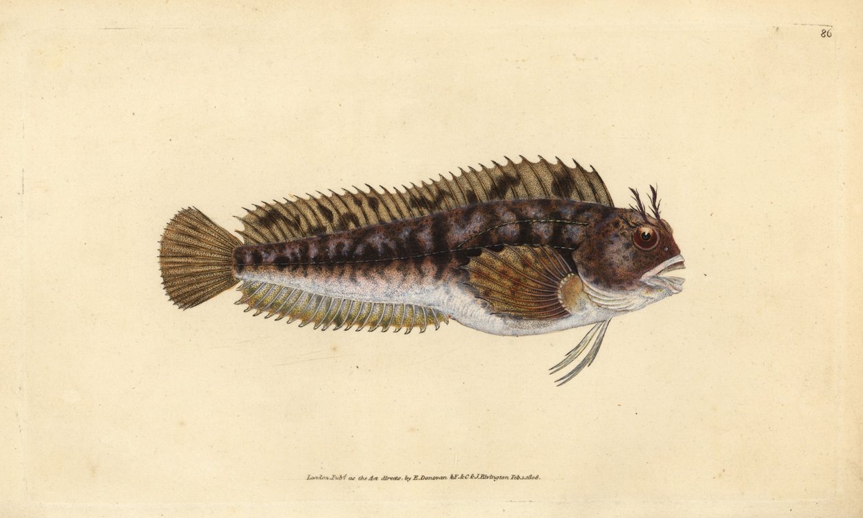 Tompot blenny, Parablennius gattorugine (ガットルギン、Blennius gattorugine).エドワード・ドノヴァンが、ロンドンのDonovan and F.C. and J. Rivington社の『Natural History of British Fishes』から描いて彫った手彩色の銅版画。 作： エドワード・ドノヴァン