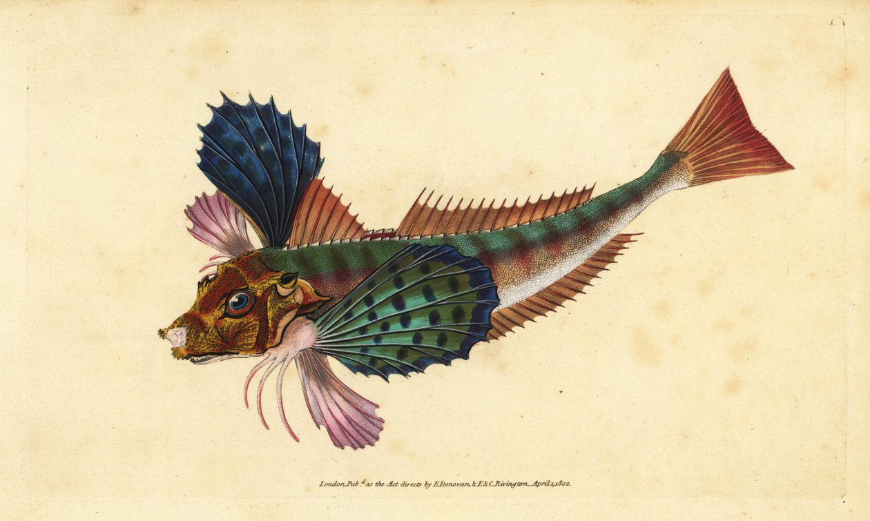 Tub gurnard, Chelidonichthys lucerna (Sappharine gurnard, Trigla hirundo).エドワード・ドノヴァンが、ロンドンのDonovan and F.C. and J. Rivington社の『Natural History of British Fishes』から描いて彫った手彩色の銅版画。 作： エドワード・ドノヴァン