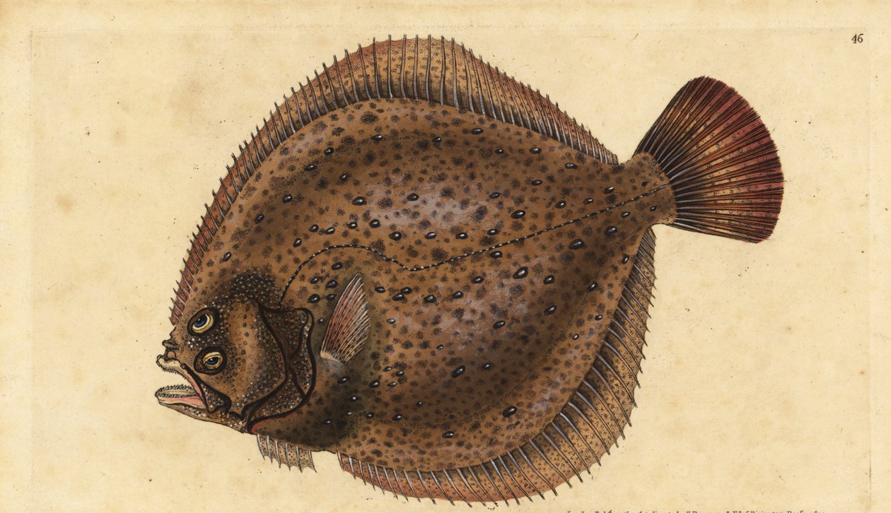 ターボット、Scophthalmus maximus（Pleuronectes maximus）。エドワード・ドノヴァンが、ロンドンのDonovan and F.C. and J. Rivington社の『Natural History of British Fishes』から描いて彫った手彩色の銅版画。 作： エドワード・ドノヴァン