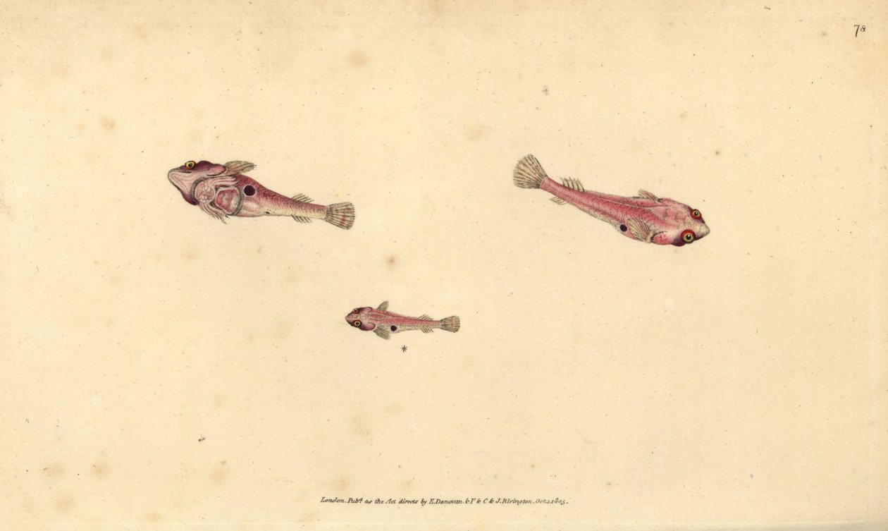 Two-spotted clingfish, Diplecogaster bimaculata bimaculata (Bimaculated sucker, Cyclopterus bimaculatus).エドワード・ドノヴァンが、ロンドンのDonovan and F.C. and J. Rivington社の『Natural History of British Fishes』から描いて彫った手彩色の銅版画。 作： エドワード・ドノヴァン