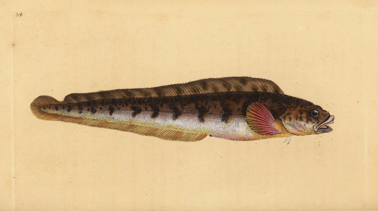 Viviparous eelpout, Zoarces viviparus (Viviparus blenny, Blennius viviparus).エドワード・ドノバンが、ロンドンのDonovan and F.C. and J. Rivington社の『Natural History of British Fishes』から描いて彫った手彩色の銅版画。 作： エドワード・ドノヴァン