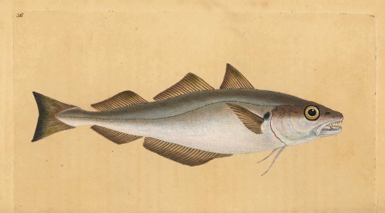 ホワイティング、Merlangius merlangus (Gadus merlangus)。エドワード・ドノヴァンが、ロンドンのDonovan and F.C. and J. Rivington社の『Natural History of British Fishes』から描いて彫った手彩色の銅版画。 作： エドワード・ドノヴァン