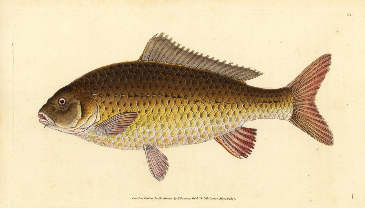 野生のコモンコイ、Cyprinus carpio。傷つきやすい。エドワード・ドノバンが、ロンドンのDonovan and F.C. and J. Rivington社の『Natural History of British Fishes』から手書きで描いて彫った色付き銅版画。 作： エドワード・ドノヴァン