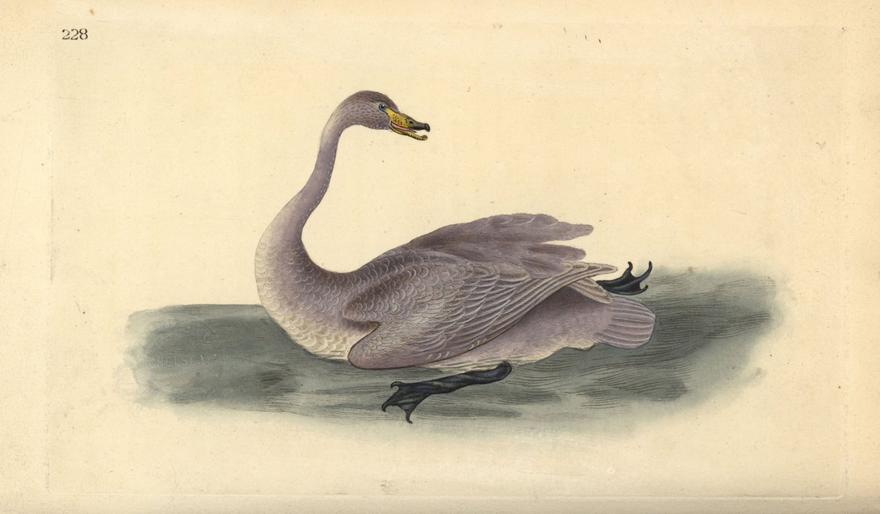野生の白鳥（未熟）、Cygnus cygnus、羽は白への移行期にある。エドワード・ドノヴァンがロンドンで出版された自作の「英国鳥類博物誌」から描いて彫った手彩色の銅版画。 作： エドワード・ドノヴァン