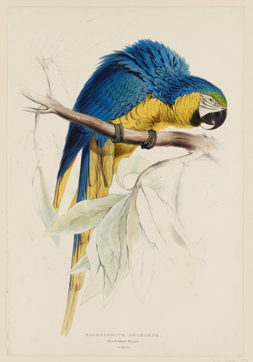 Macrocercus Ararauna。青と黄色のコンゴウインコ。 作： エドワード・リア